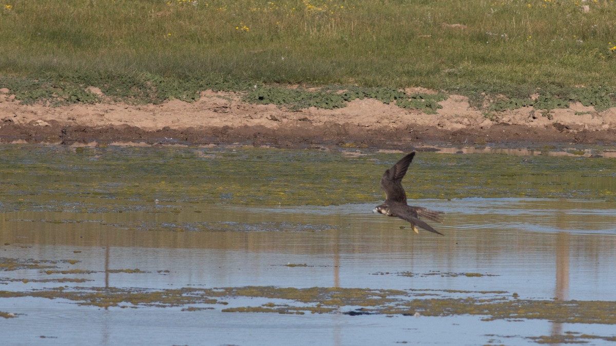 Peregrine Falcon - ML364344281