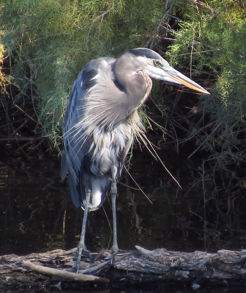 Great Blue Heron (Great Blue) - ML36434491