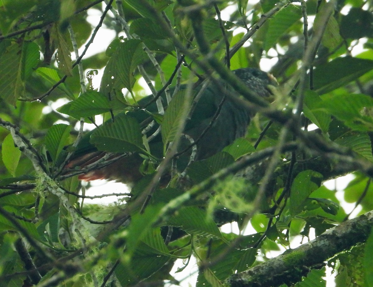 Speckle-faced Parrot - ML364345071