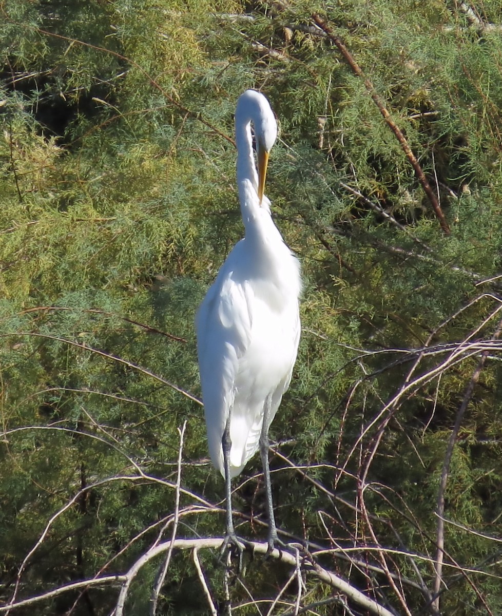 Great Egret - Rocki Adams