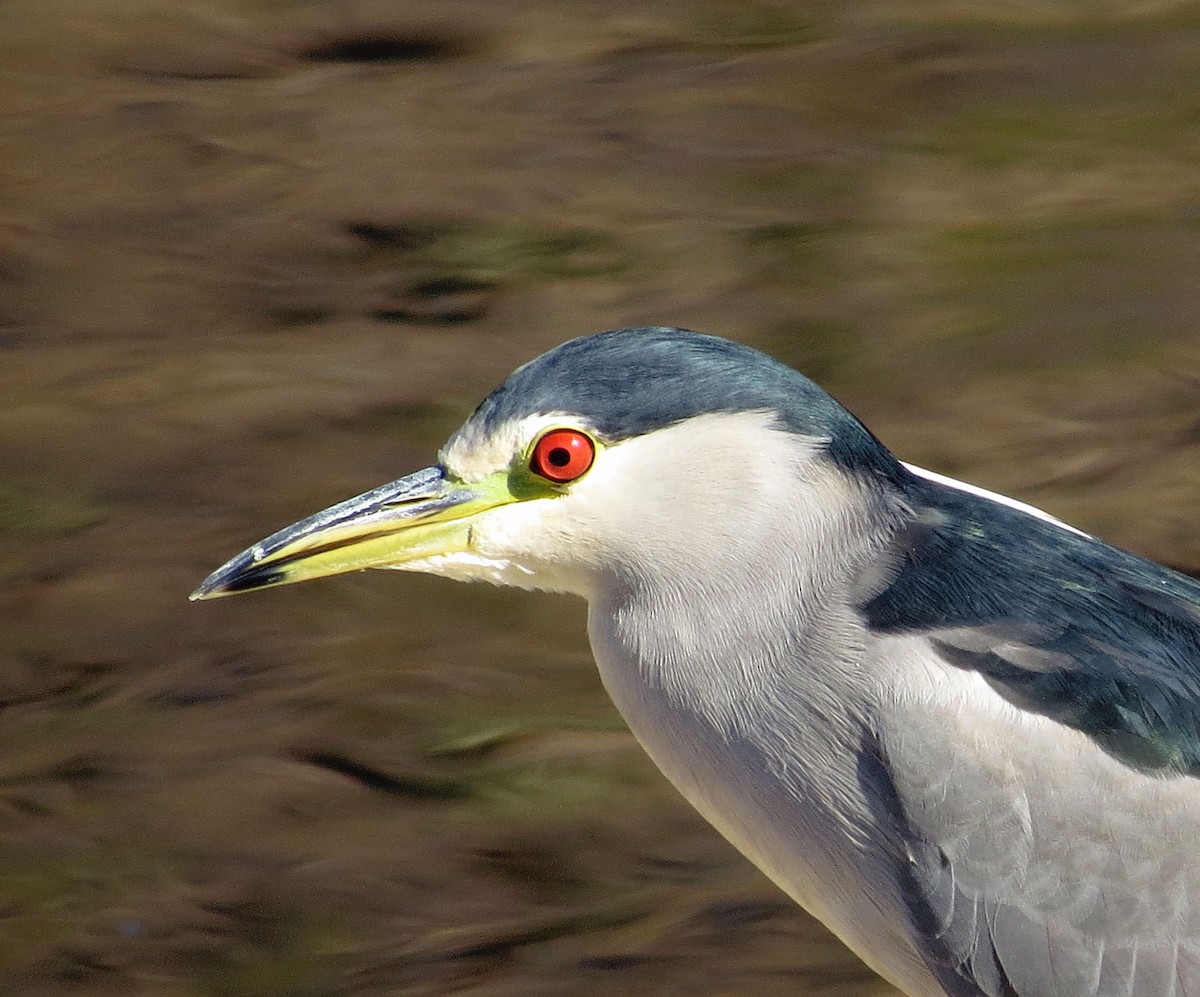 Black-crowned Night Heron - Rocki Adams