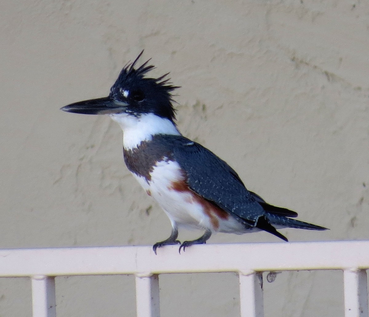 Belted Kingfisher - Rocki Adams