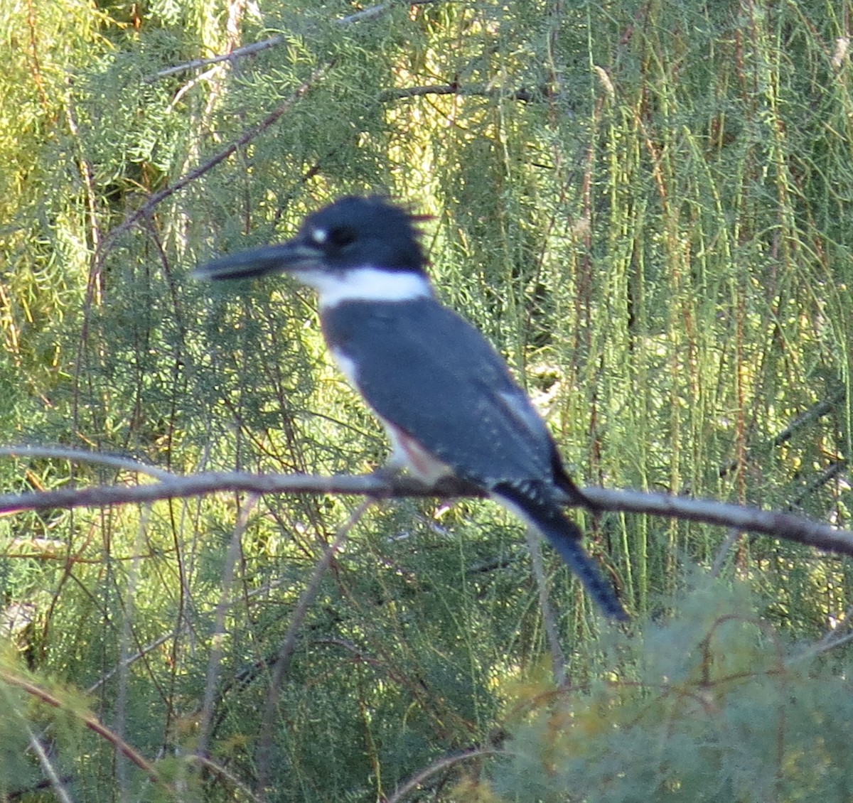 Belted Kingfisher - Rocki Adams