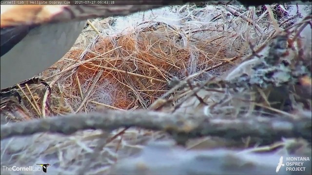 Brown-headed Cowbird - ML364349661