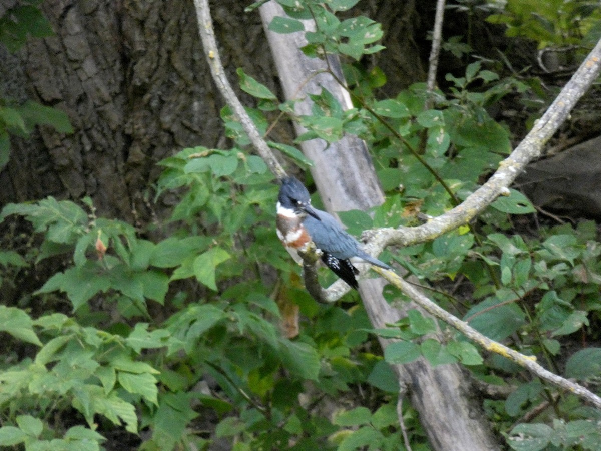 Belted Kingfisher - ML364350071
