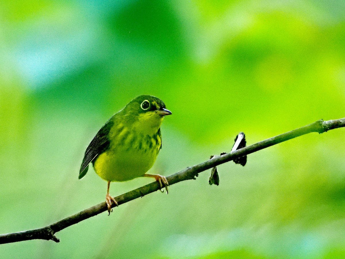 Canada Warbler - ML364350431