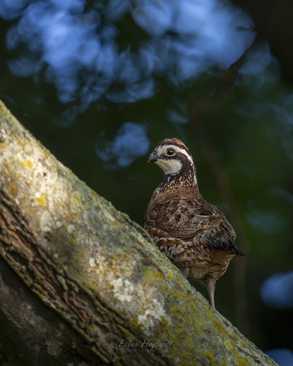 Northern Bobwhite - ML364350751