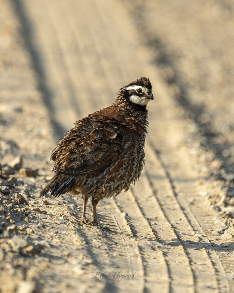 Northern Bobwhite - Ethan Hoggard