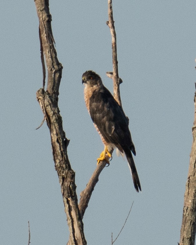 Cooper's Hawk - Ethan Hoggard