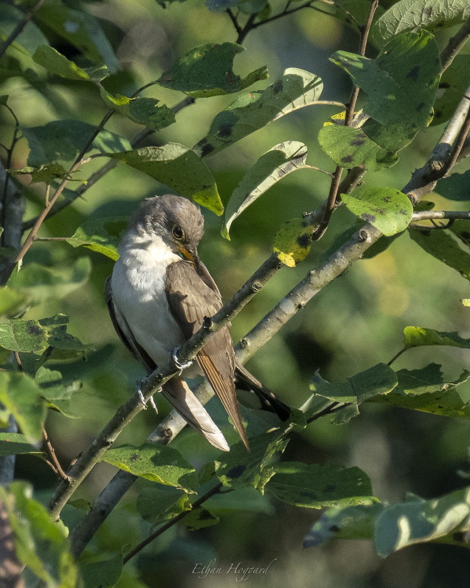 Yellow-billed Cuckoo - ML364350801