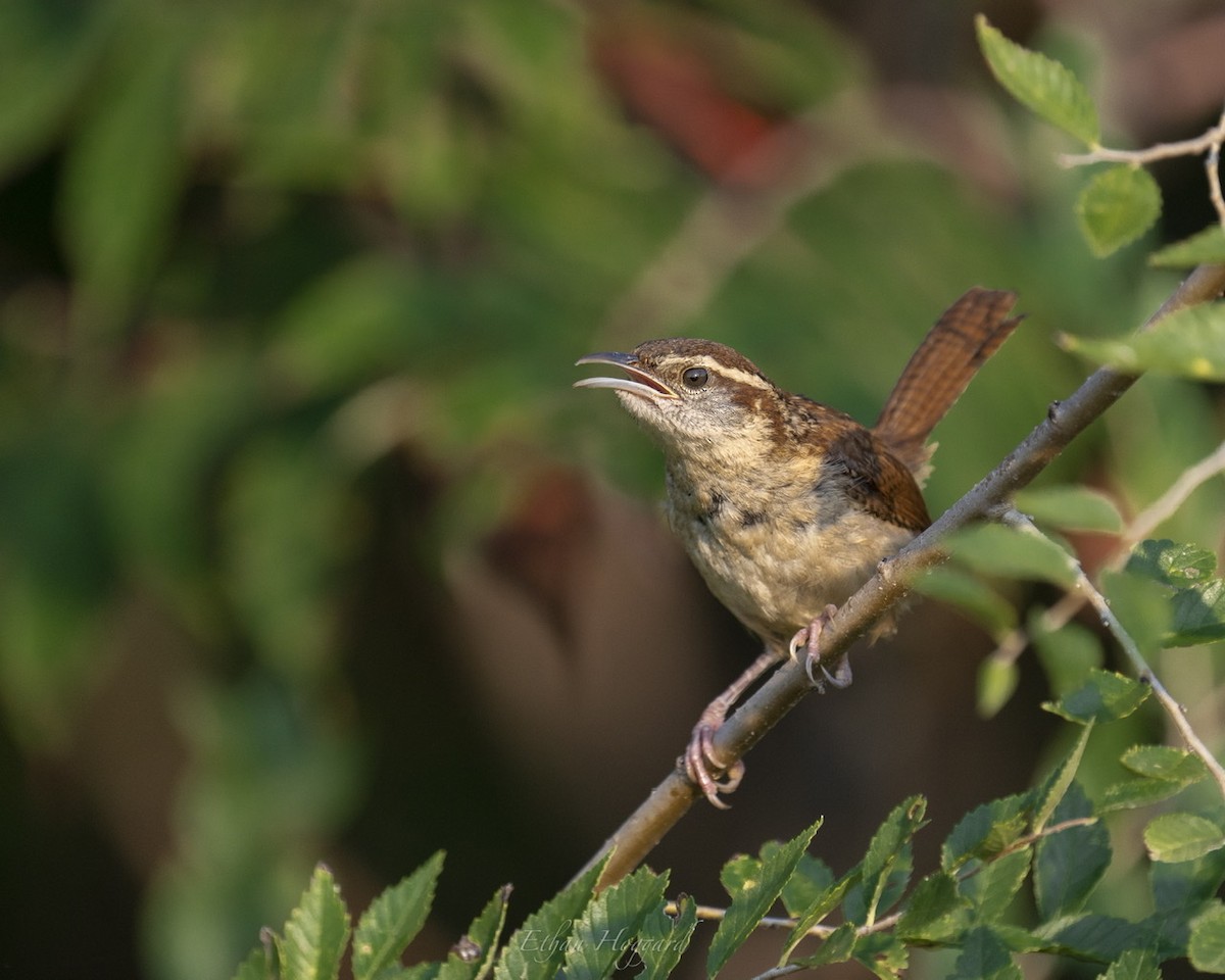 Carolina Wren - Ethan Hoggard