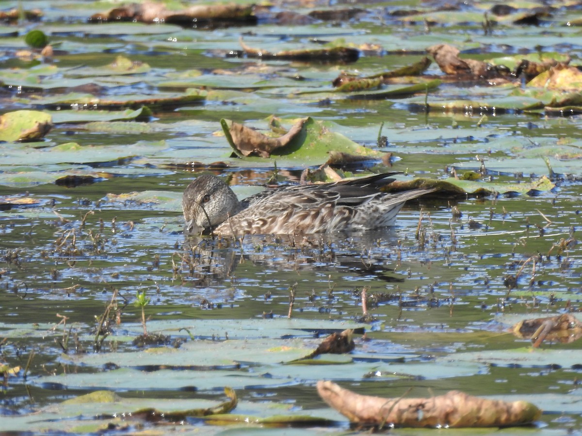 Blue-winged Teal - ML364351151