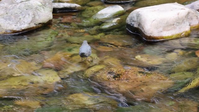 American Dipper - ML364351611