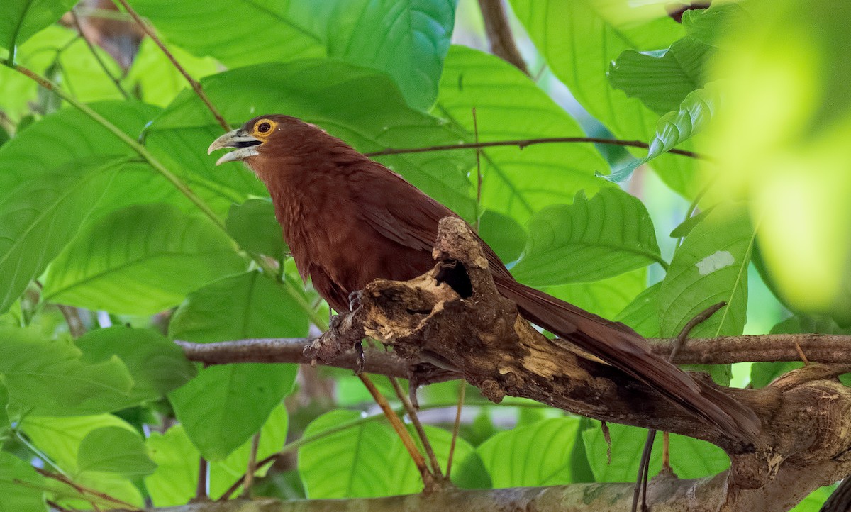 Rufous Coucal - ML364352431