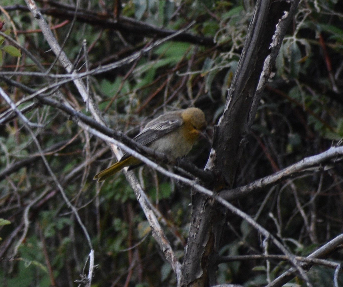 Oriole de Bullock - ML364353291