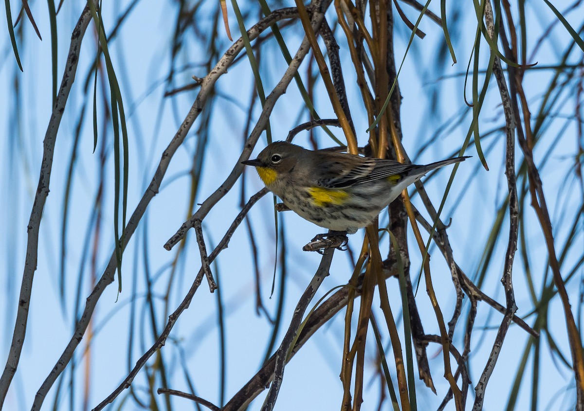 Yellow-rumped Warbler - ML364353621