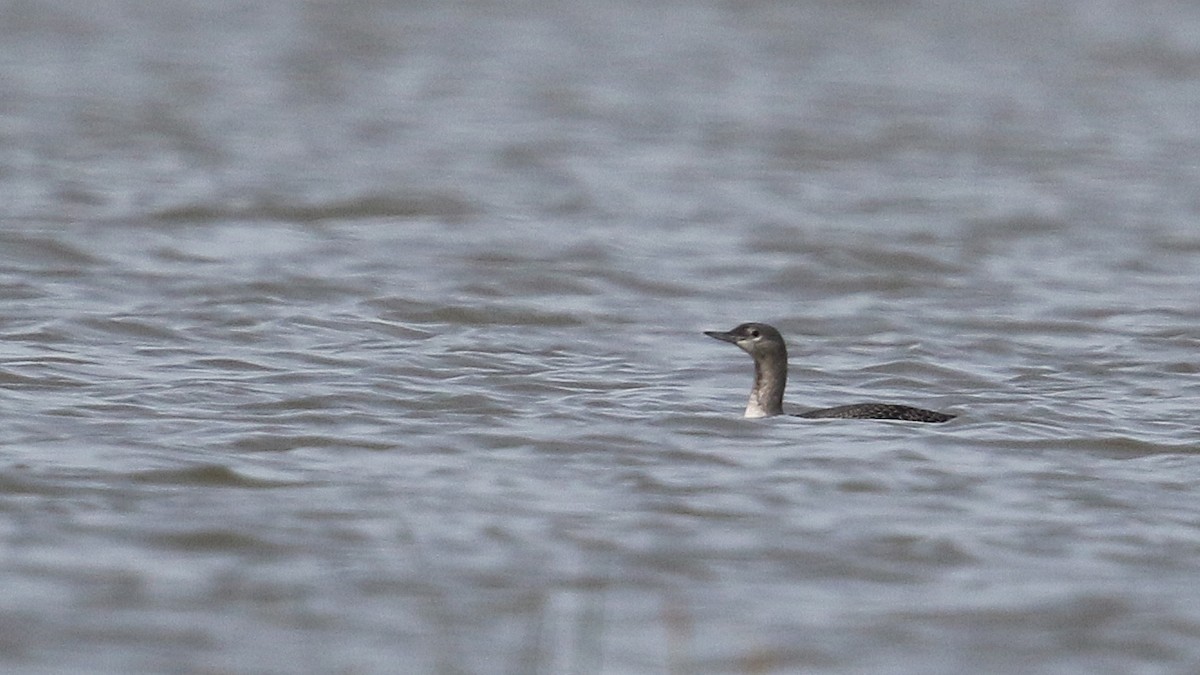 Red-throated Loon - ML36435481