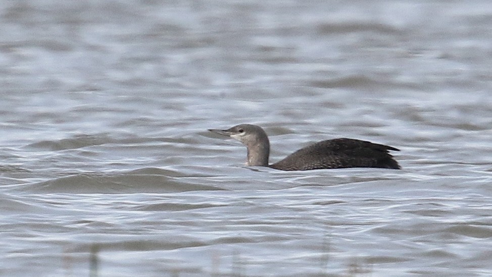 Red-throated Loon - ML36435491