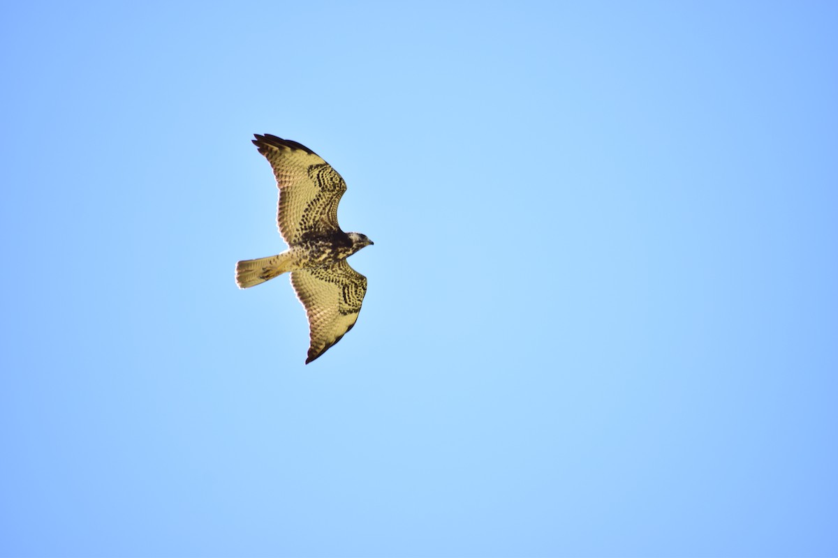 Swainson's Hawk - ML364355211