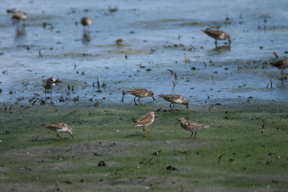 Least Sandpiper - ML364355661