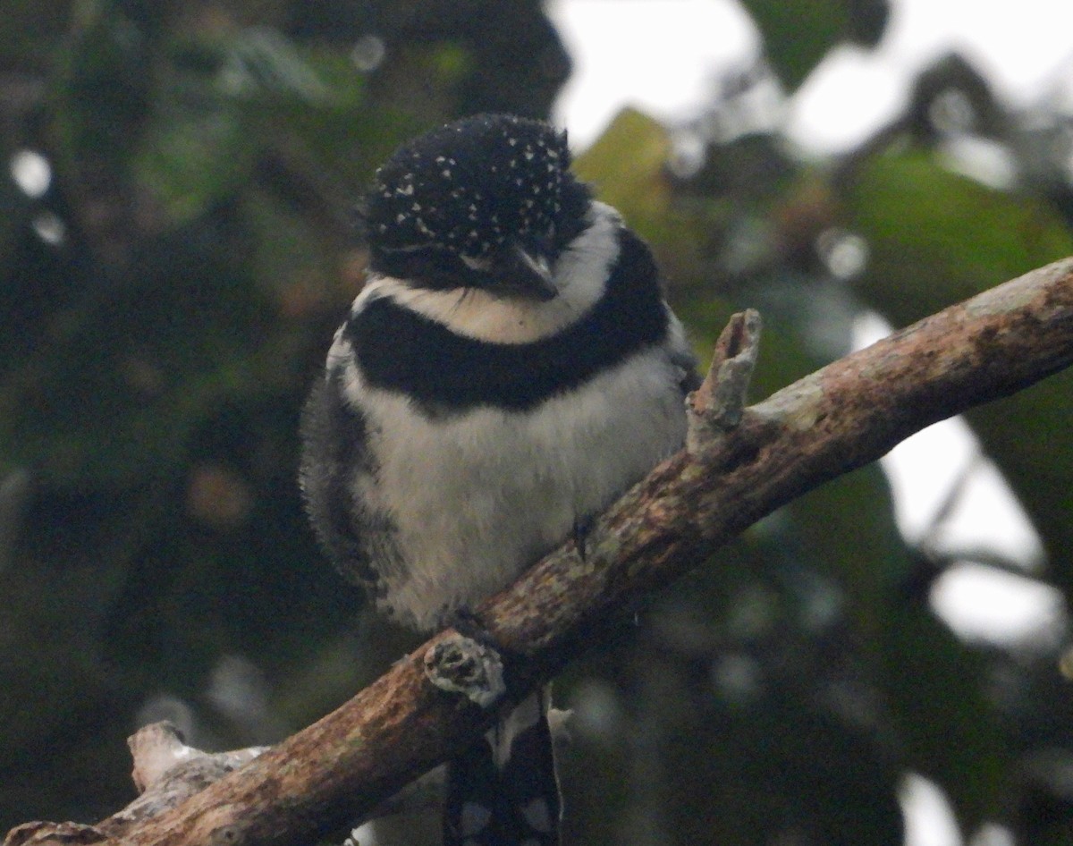 Pied Puffbird - ML364355681