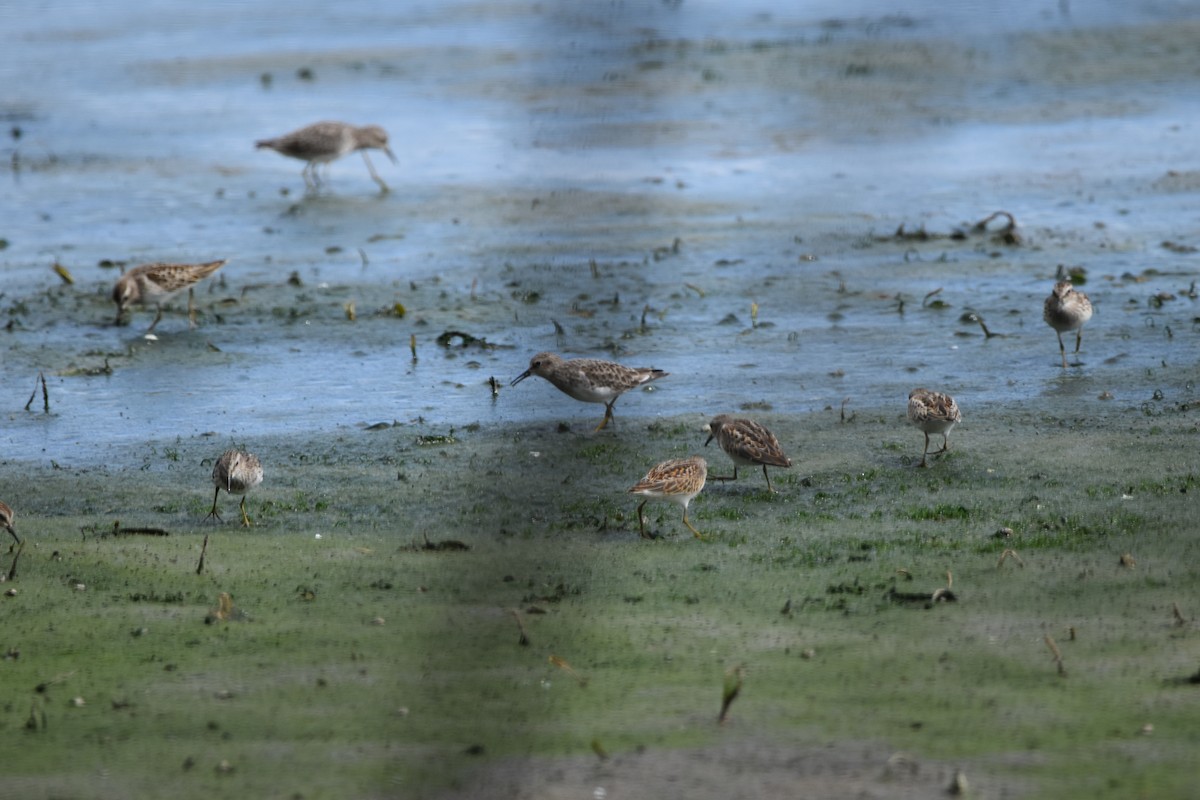 Least Sandpiper - ML364355811