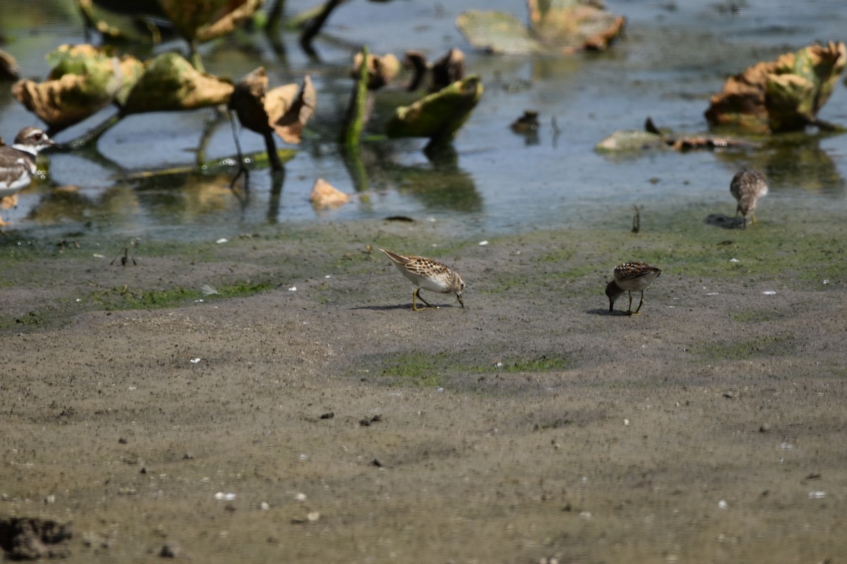 Least Sandpiper - ML364355861