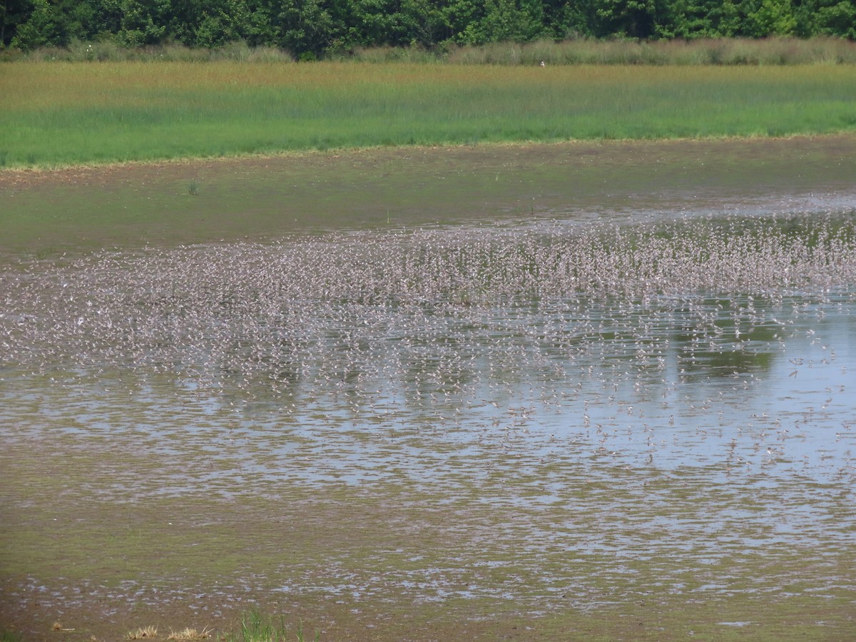 Semipalmated Sandpiper - ML364355971