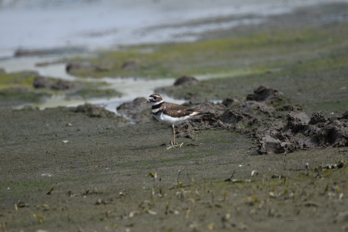 Killdeer - ML364356311