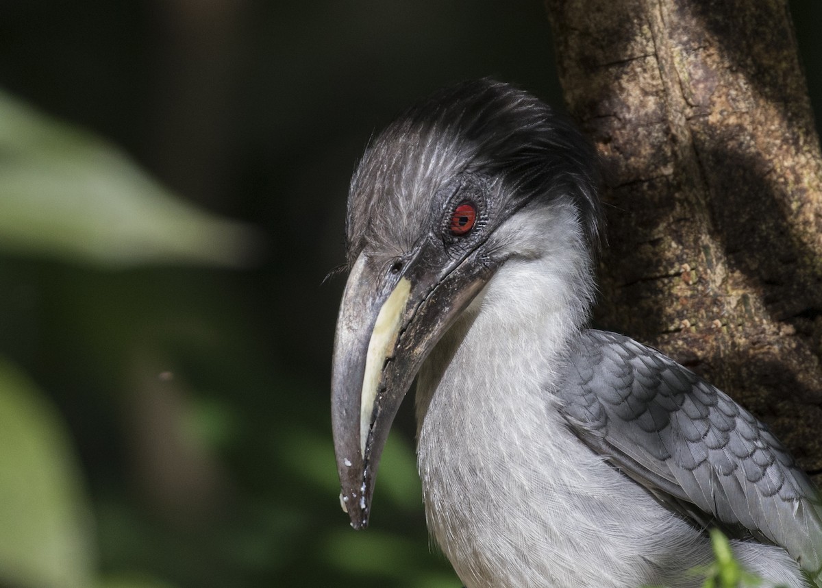 Sri Lanka Gray Hornbill - ML364356831