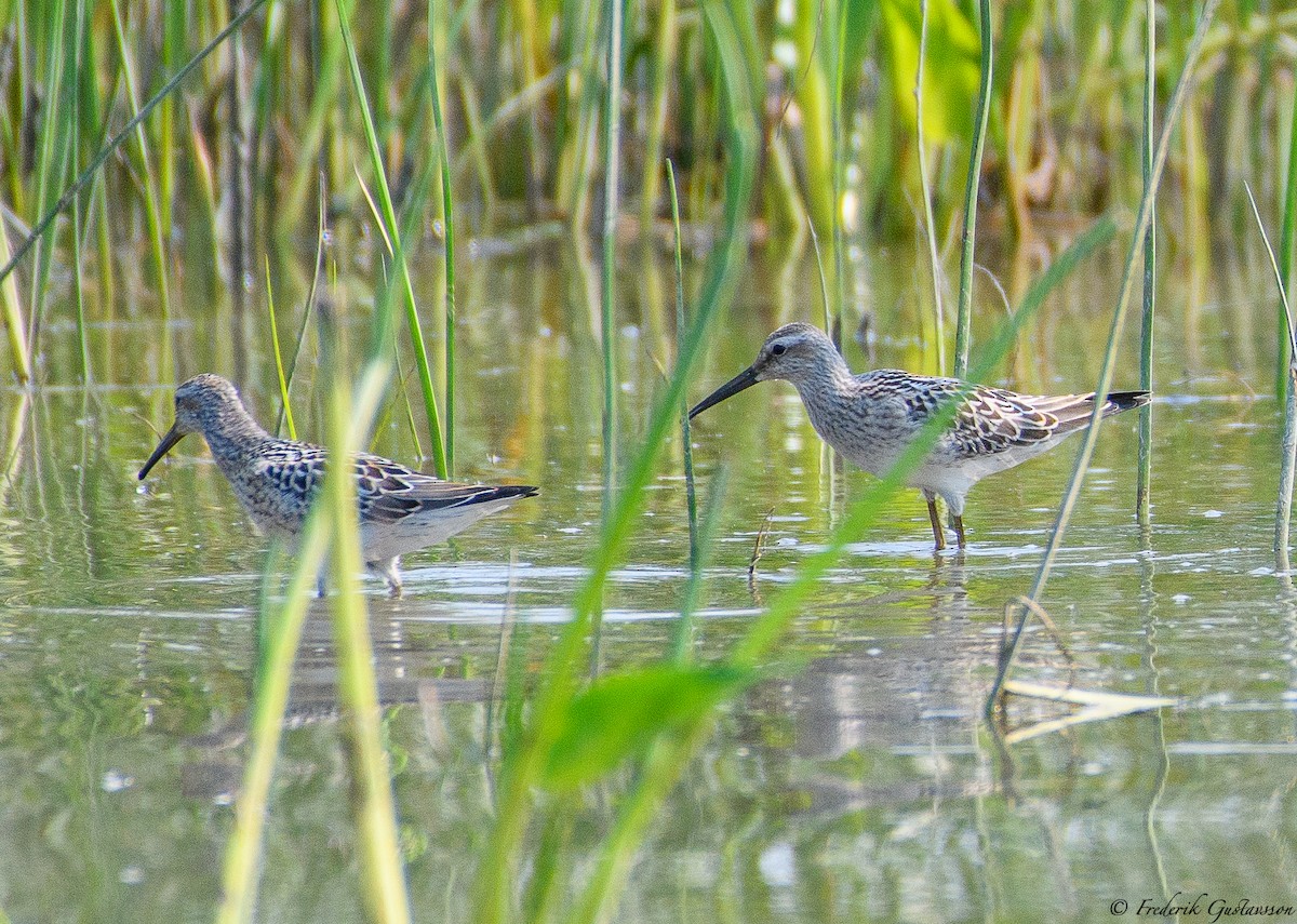 Stilt Sandpiper - ML364357021