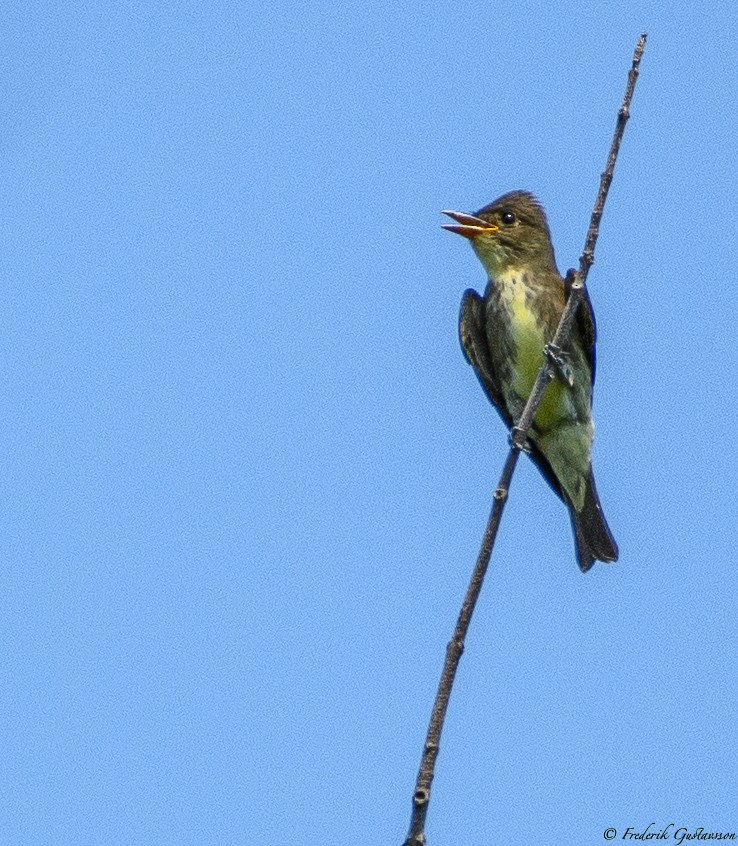 Olive-sided Flycatcher - ML364357651