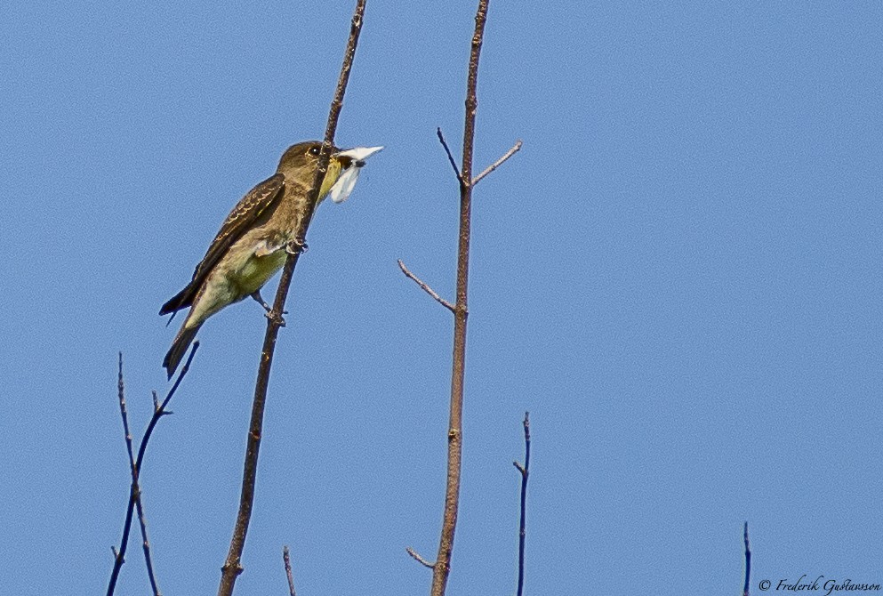 Olive-sided Flycatcher - ML364357661