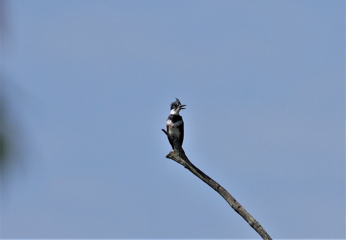 Belted Kingfisher - ML364358441