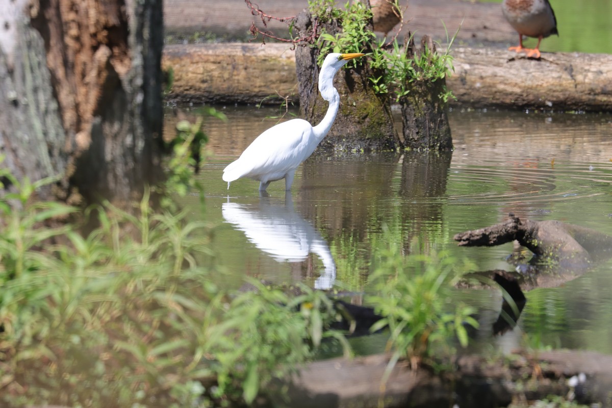 Great Egret - ML364358451