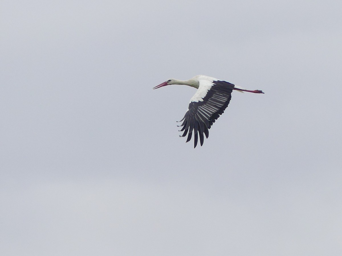 White Stork - ML364358541