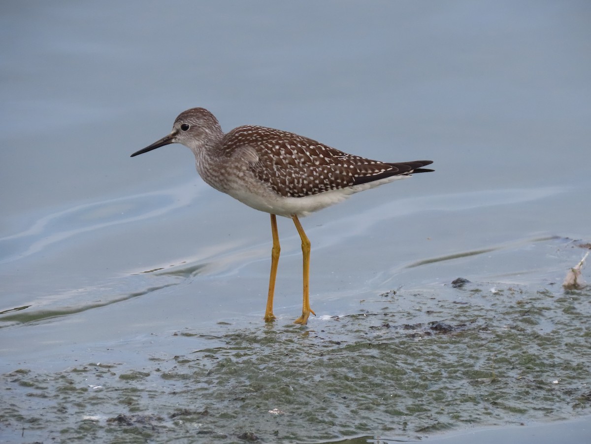 Lesser Yellowlegs - ML364358551