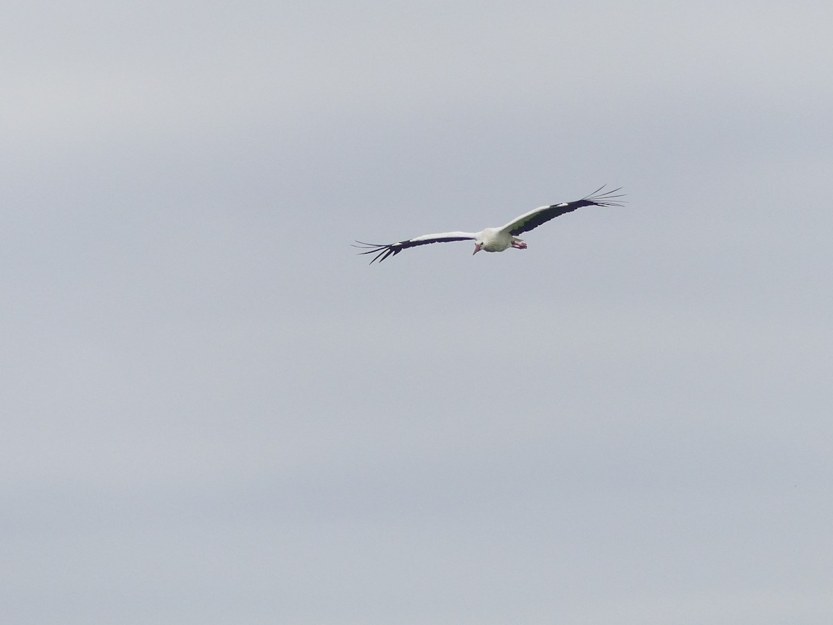 White Stork - ML364358561