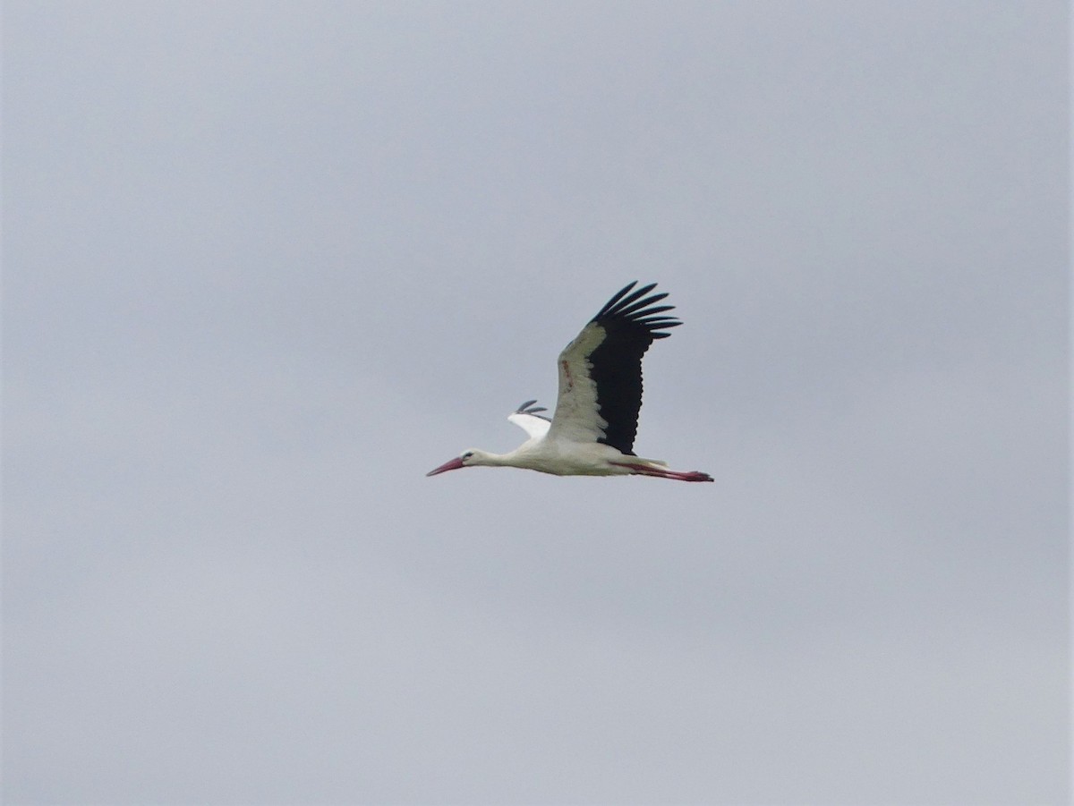 White Stork - ML364358611