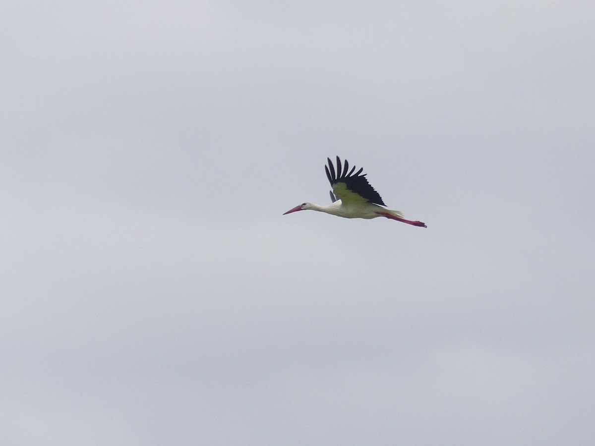 White Stork - ML364358621