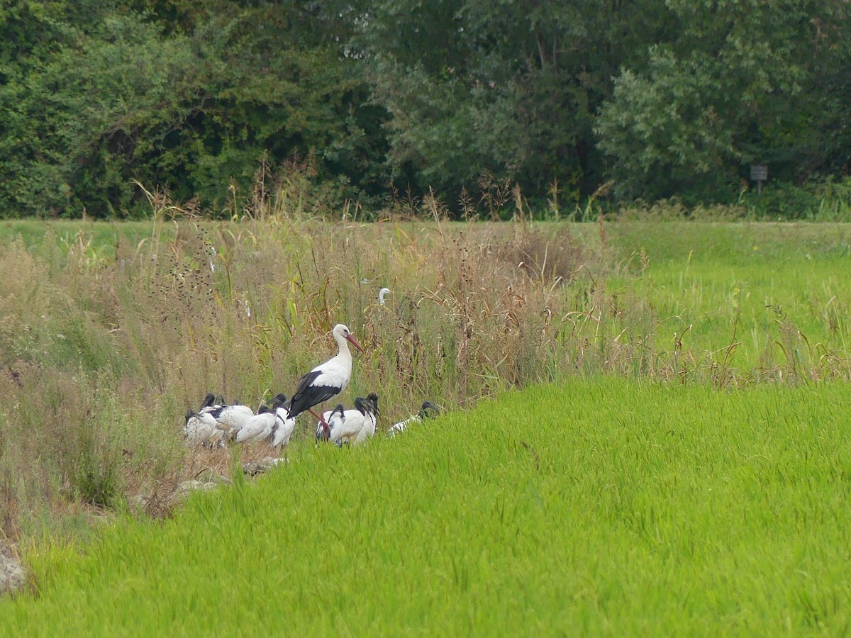 White Stork - ML364358641