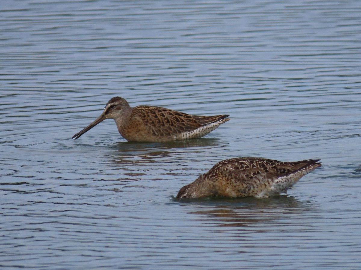 Short-billed Dowitcher - Daisy Paul