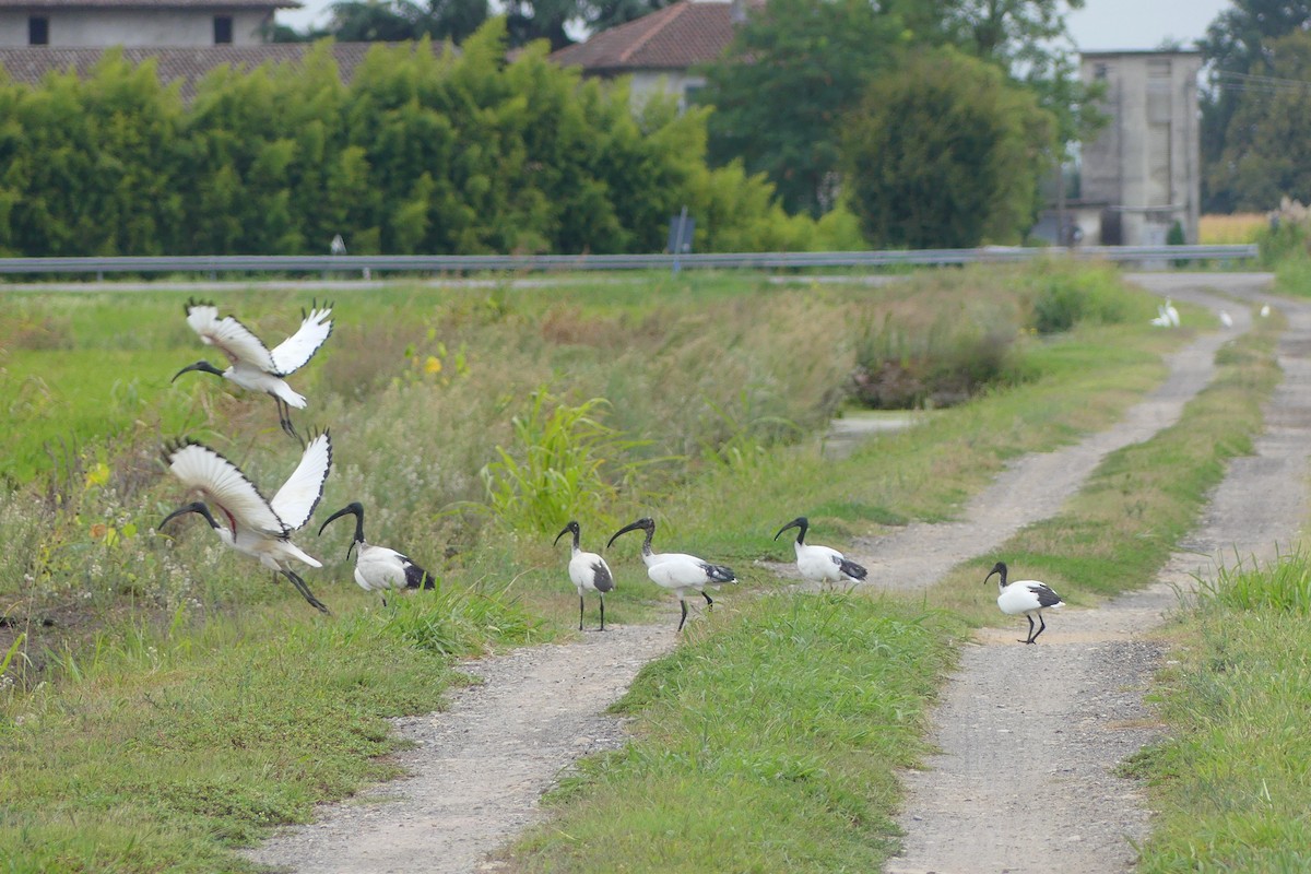 African Sacred Ibis - ML364358991