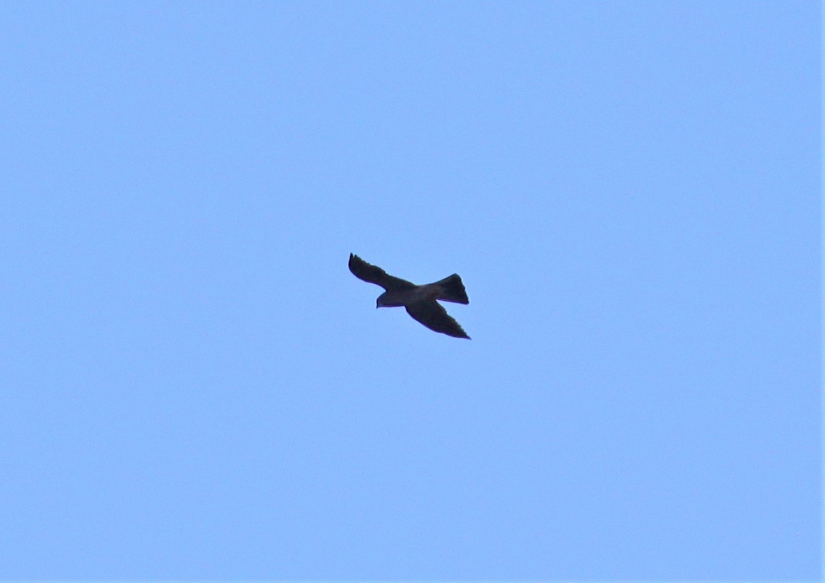 Mississippi Kite - ML364359591