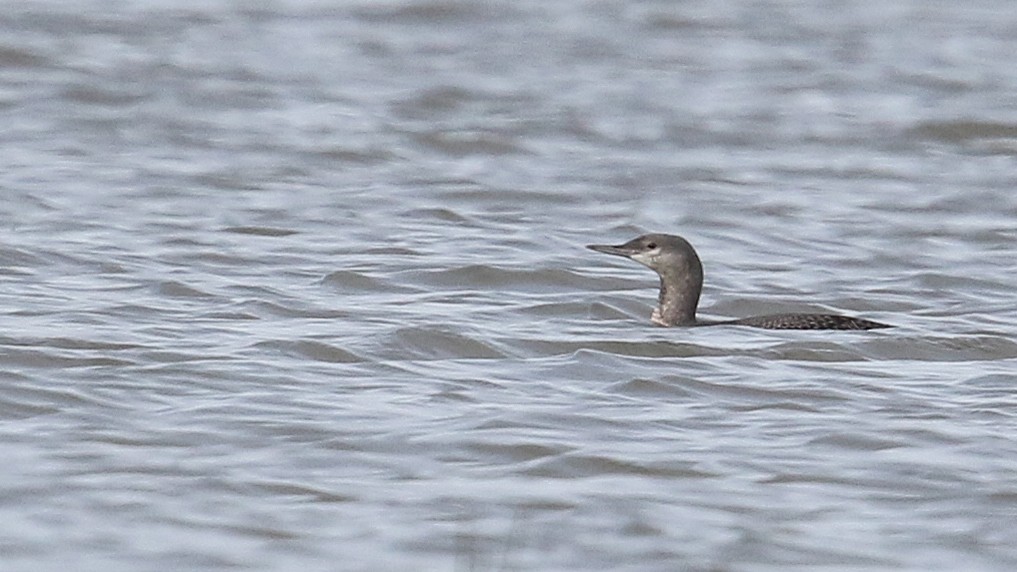 Red-throated Loon - Daniel Jauvin