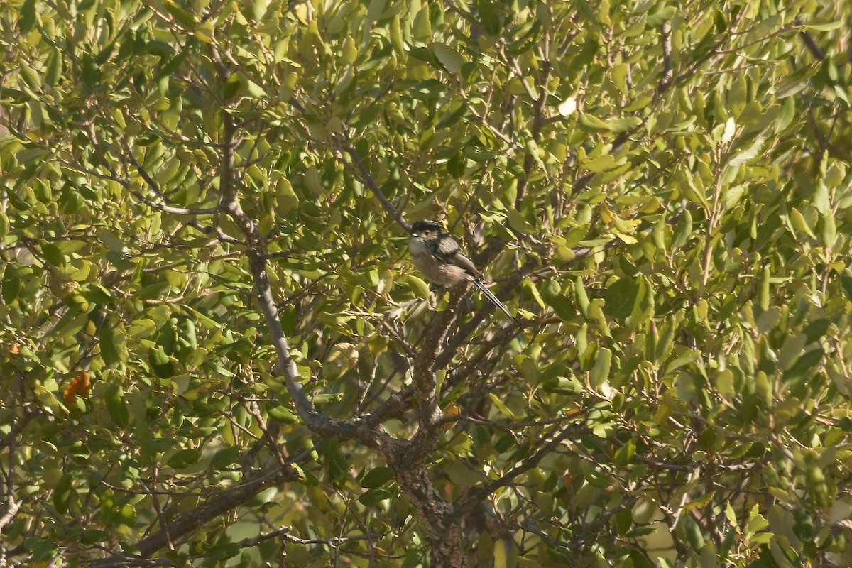 ירגזי זנבתן - ML364359961