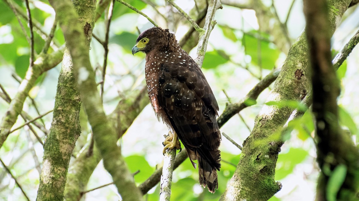 Philippine Serpent-Eagle - ML364360151