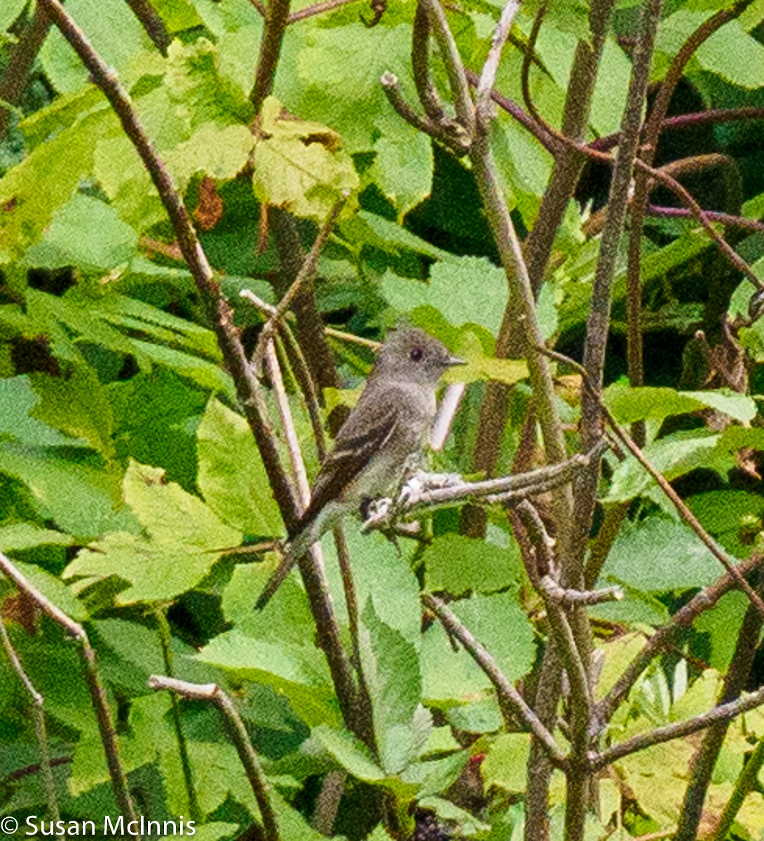 Western Wood-Pewee - ML364360301