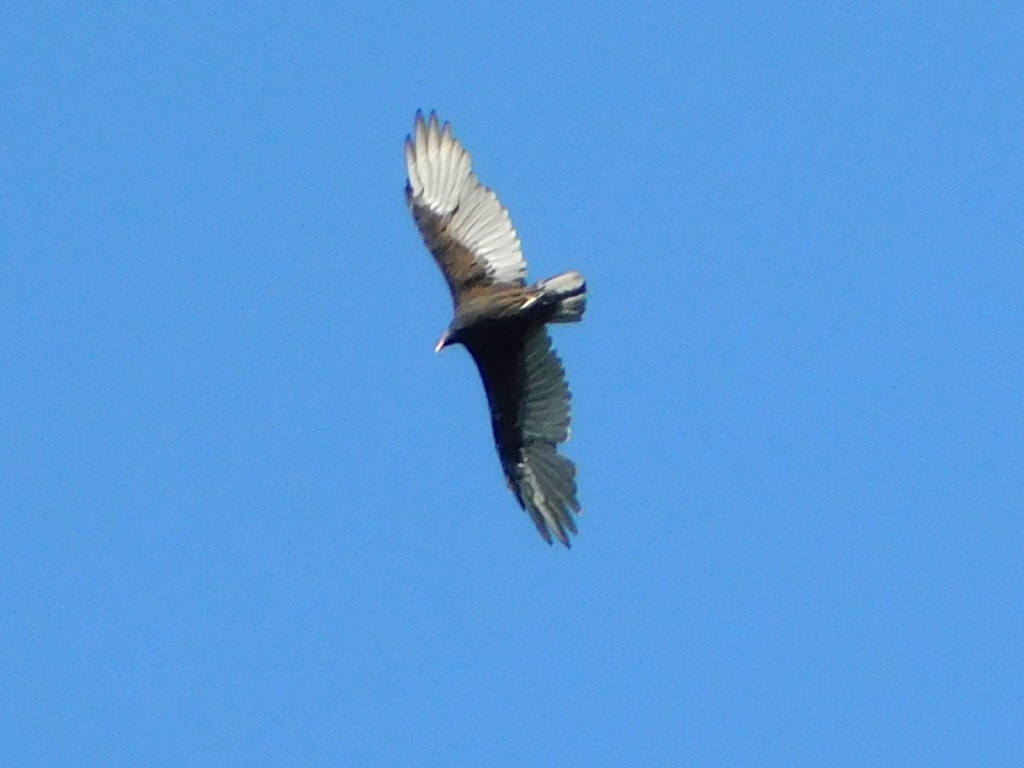 Turkey Vulture - ML364361531