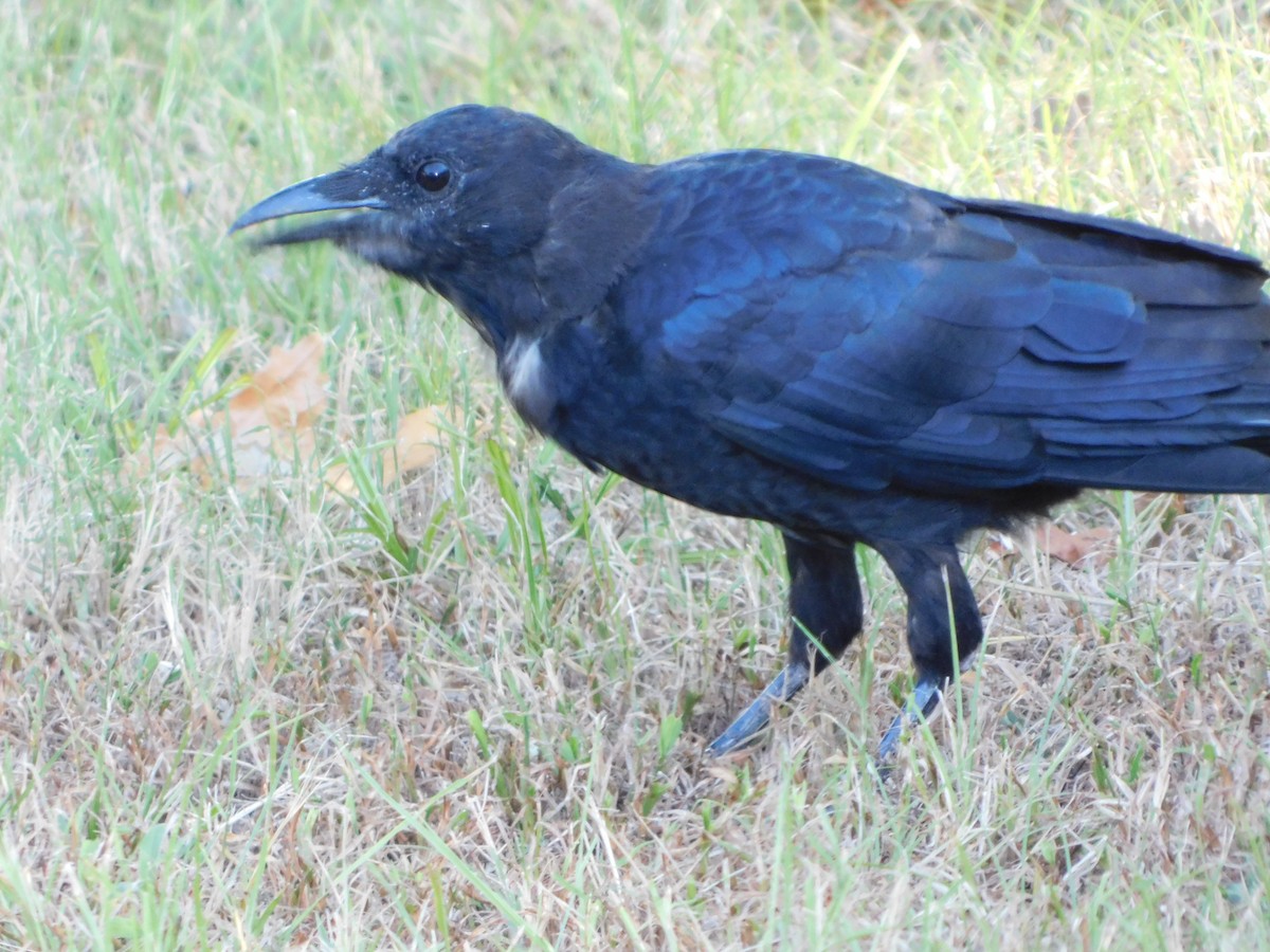 American Crow - ML364361571